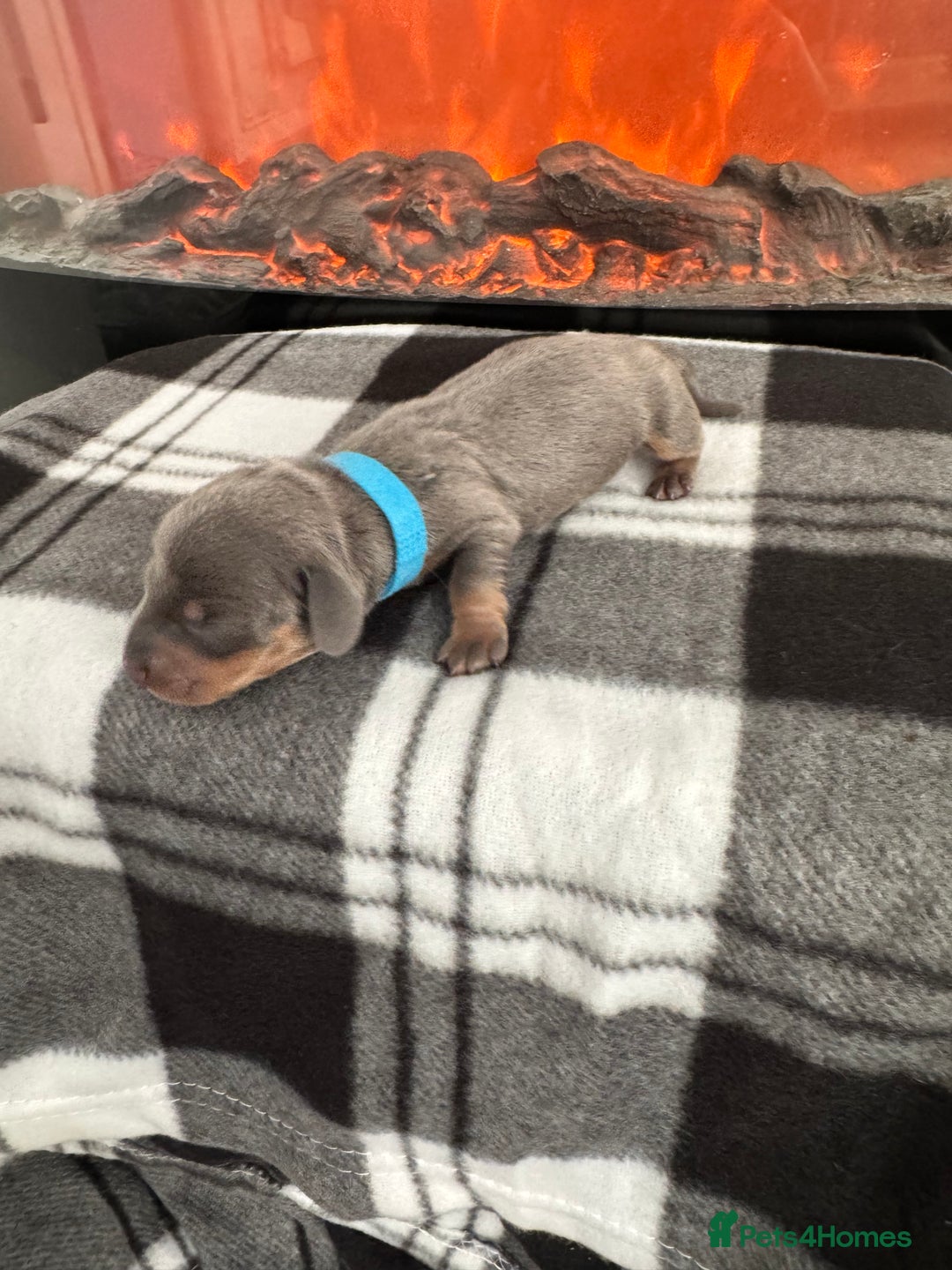 Miniature Dachshund dogs for sale: Stunning litter of miniature dachshund puppies  - Advert 6