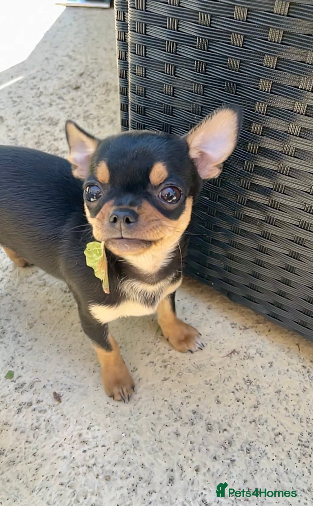 Chihuahua dogs for sale: Forever 🏡 ready KC 🇬🇧 chihuahua puppies - Image 17