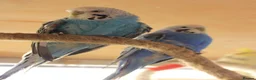 Budgerigars birds for sale: Budgies  in Sleaford - Advert 25
