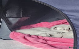 Ragdoll cats for sale: Stunning registered seal tabby ragdoll GC lines - Image 5