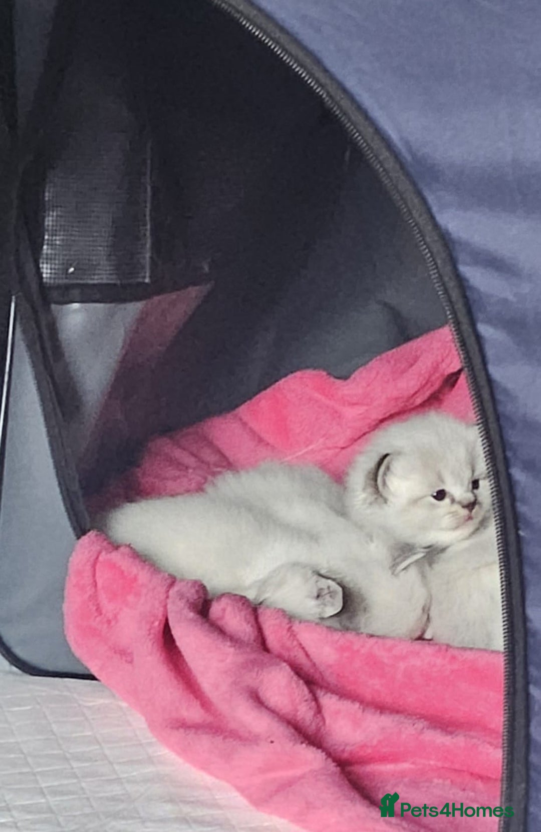Ragdoll cats for sale: Stunning registered seal tabby ragdoll GC lines - Image 5