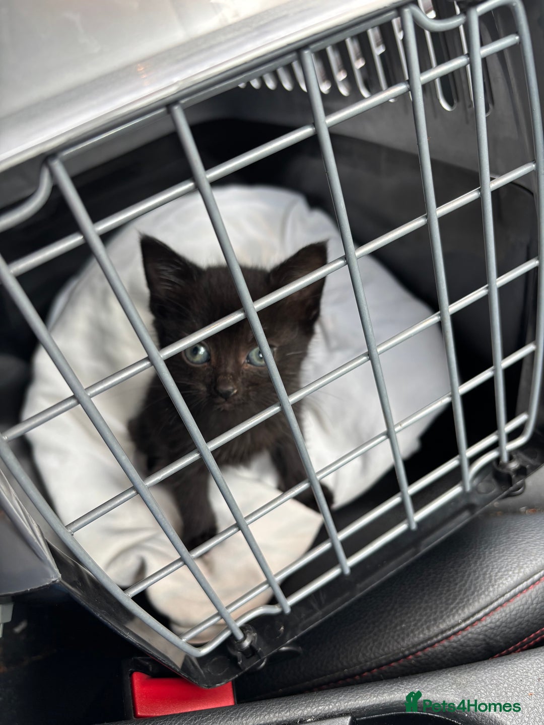 Mixed Breed cats for sale: 8 Week Old Female Kitten - Image 1
