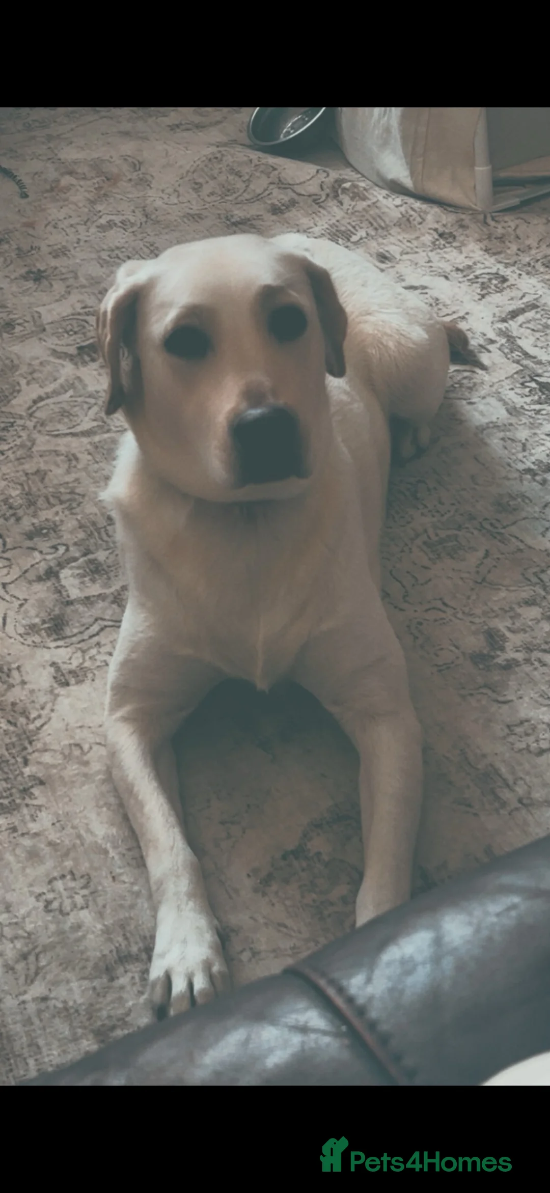 Labrador Retriever dogs for sale: Looking for forever home  - Advert 1