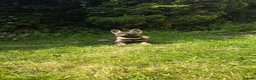 German Shepherd dogs for sale: Top pedigree Czech Line German Shepherd puppies  - Advert 3