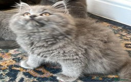 British Shorthair cats for sale: Cute Bristish Short Hair Kittens  - Image 2
