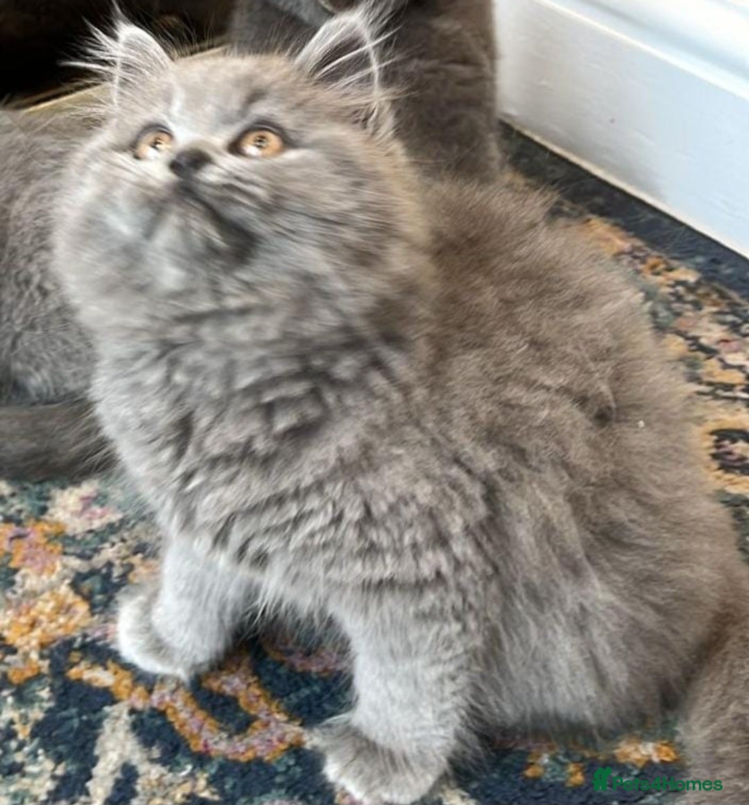 British Shorthair cats for sale: Cute Bristish Short Hair Kittens  - Image 2