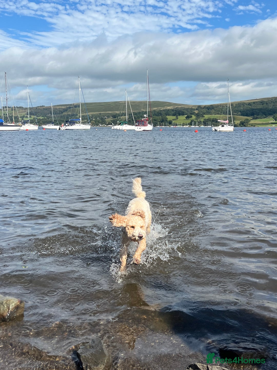 Goldendoodle dogs for stud: **PROVEN**Miniature Golden Doodle**STUD** in Darlington - Image 20