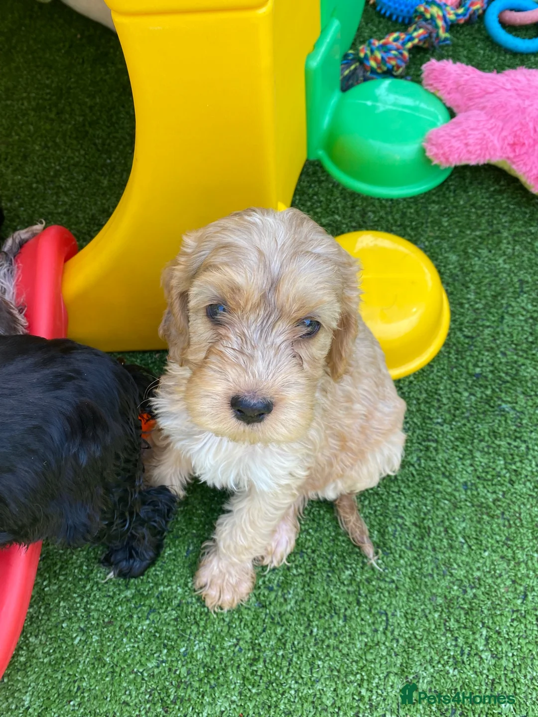 Cockapoo dogs for sale: F1 Show Type Sable Merle Cockapoos ONLY  2 LEFT - Advert 2