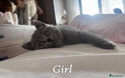 British Shorthair cats for sale: Blue British Shorthair kittens in Walsall - Image 9