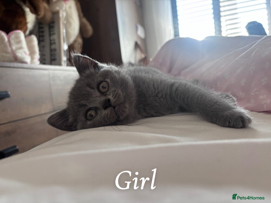 British Shorthair cats for sale: Blue British Shorthair kittens in Walsall - Image 9