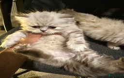 Persian cats for sale: 🐾 Beautiful Himalayan Persian Kittens 🐾 - Image 6