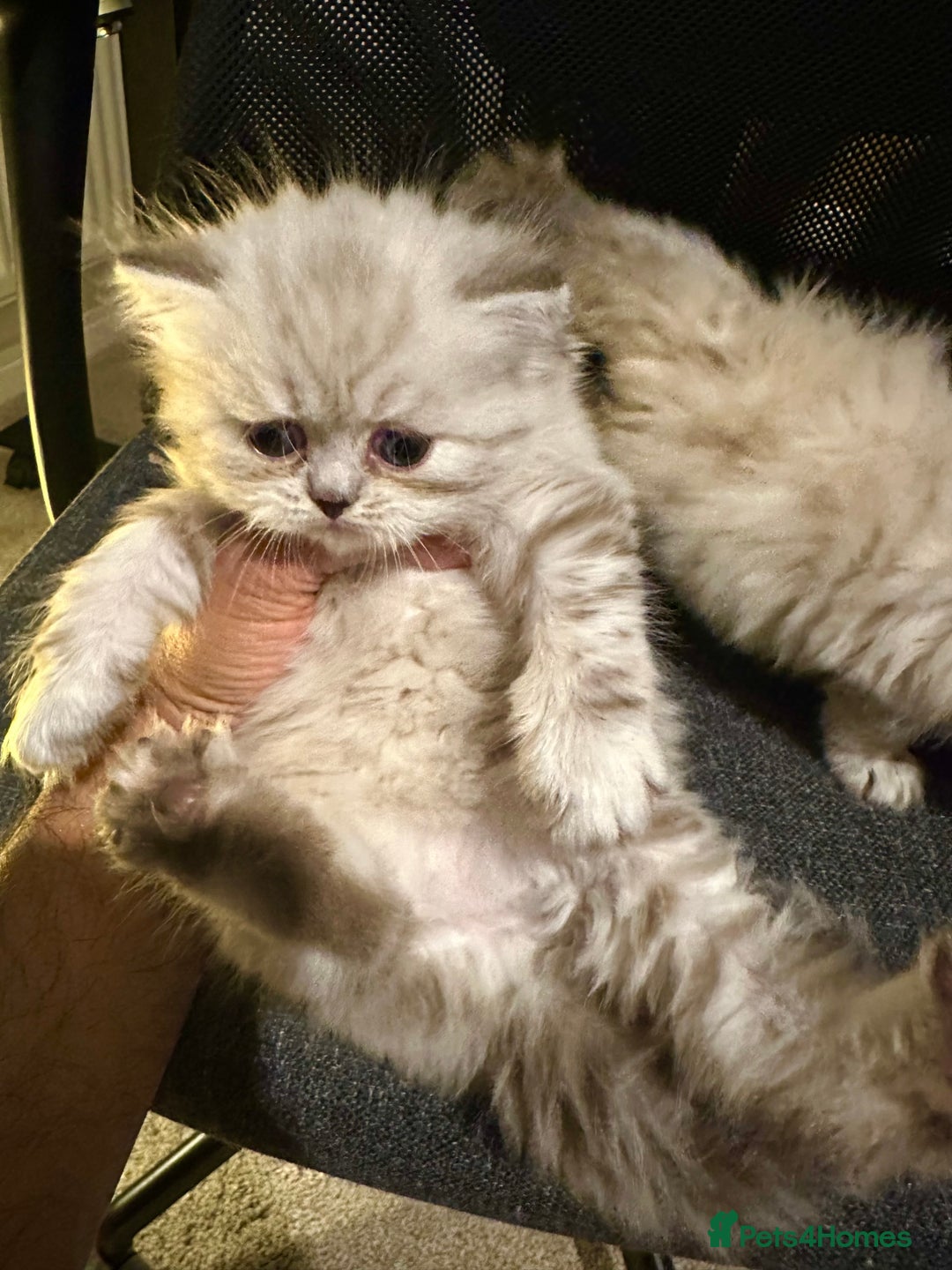 Persian cats for sale: 🐾 Beautiful Himalayan Persian Kittens 🐾 - Image 6