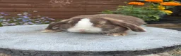 Mini Lop rabbits for sale: Gorgeous mini lop buck ready to go now   - Advert 9