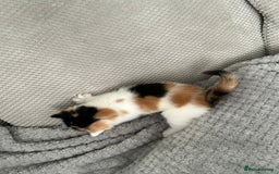 British Shorthair cats for sale: Stunning female kittens  - Image 11