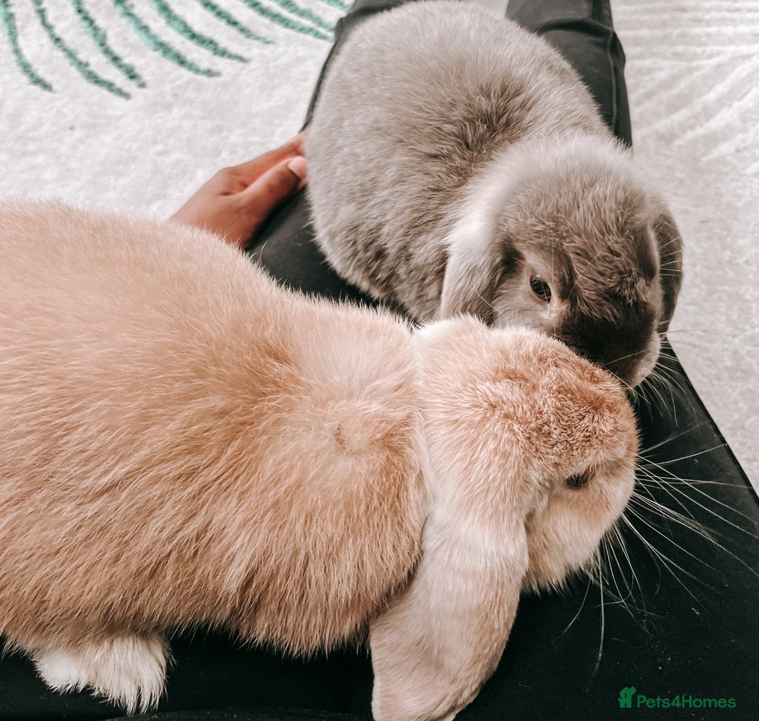 Mini Lop rabbits for sale: Bonded Mini Lop Bunnies Looking for a Loving Home - Advert 4