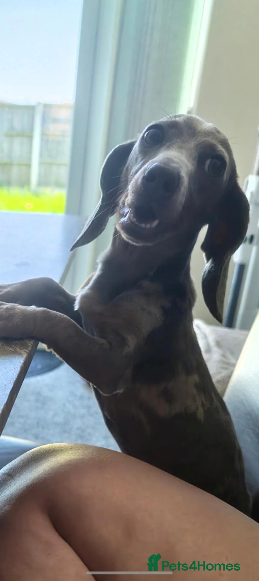 Miniature Dachshund dogs for sale: Miniature dachshund  - Advert 1