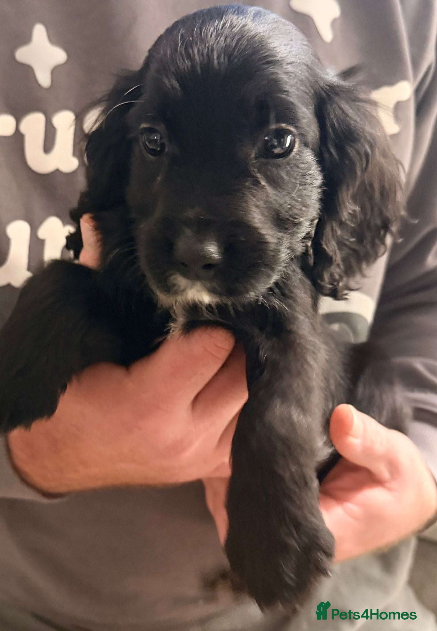Cocker Spaniel dogs Ready now - Gorgeous Cocker Pups £725 - Advert 3