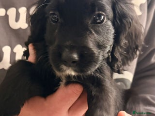 Cocker Spaniel dogs Ready now - Gorgeous Cocker Pups £725 - Advert 8