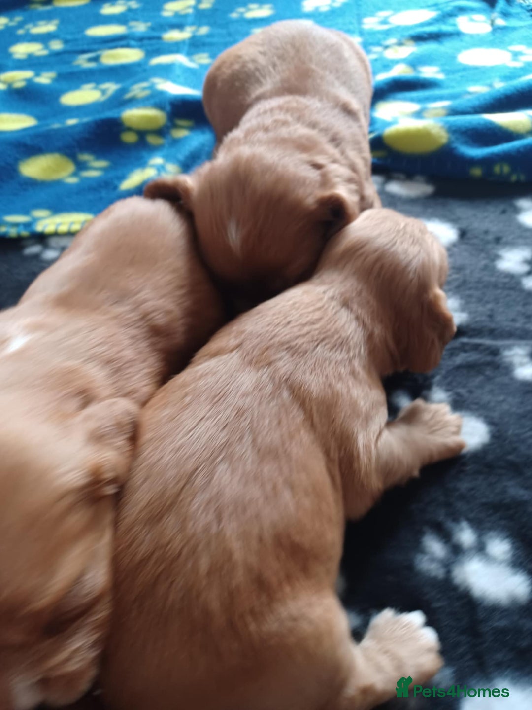 Cocker Spaniel dogs for sale: Kc registered cocker spaniel puppies - Image 22