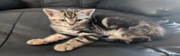 Mixed Breed cats for sale: Adorable Kittens Ready for Their Forever Homes in Purfleet - Advert 2