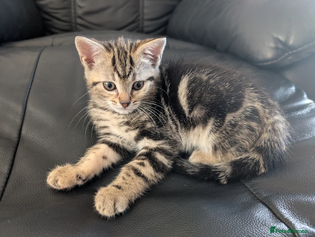 Mixed Breed cats for sale: Adorable Kittens Ready for Their Forever Homes in Purfleet - Advert 2