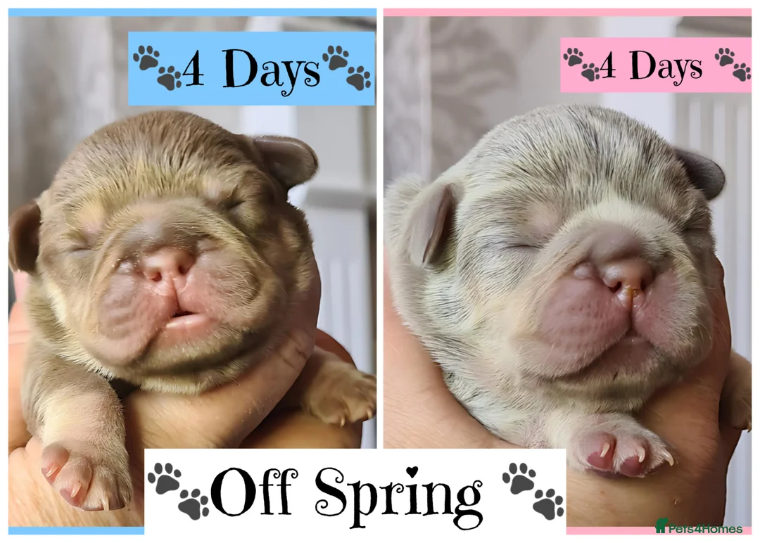 French Bulldog dogs for stud: 🐾⭐️New Shade Rojo tan RFG 0, 6 panel clear⭐️🐾 in Birmingham - Advert 13