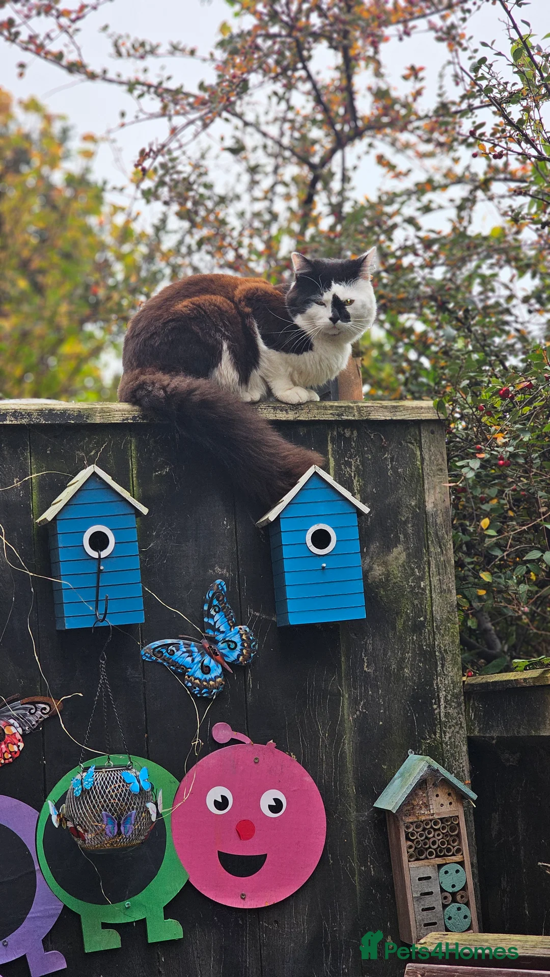 Mixed Breed cats for sale: 2 kittens - Advert 8