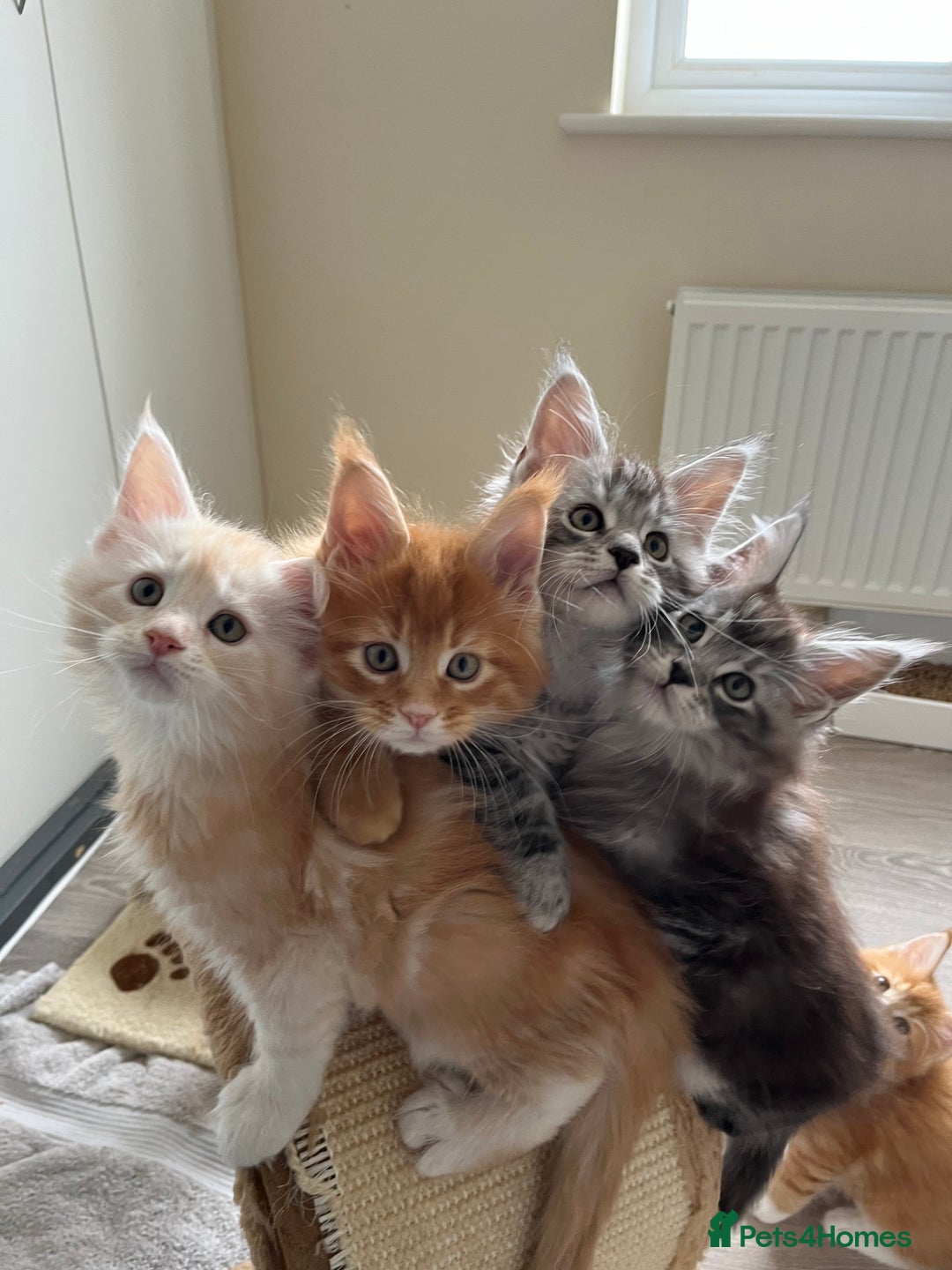 Maine Coon cats for sale: GCCF Pedigree Maine Coons  - Image 11