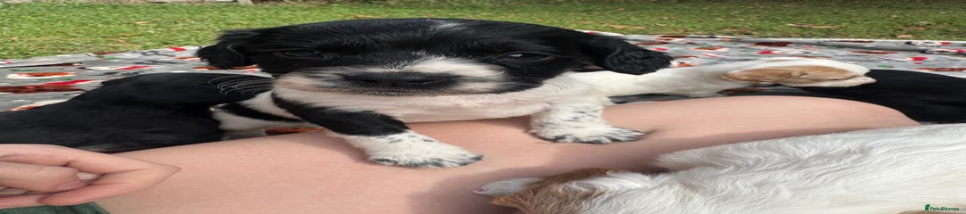 Black and white dog