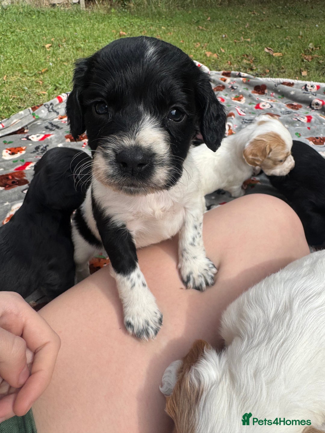 Sprocker dogs for sale: Working Sprocker puppies *3 girls left* - Image 4