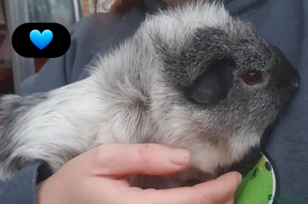 Guinea Pig rodents Beautiful guinea pigs - Advert 1