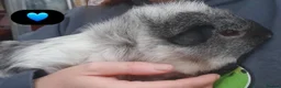 Guinea Pig rodents for sale: Beautiful guinea pigs - Advert 3