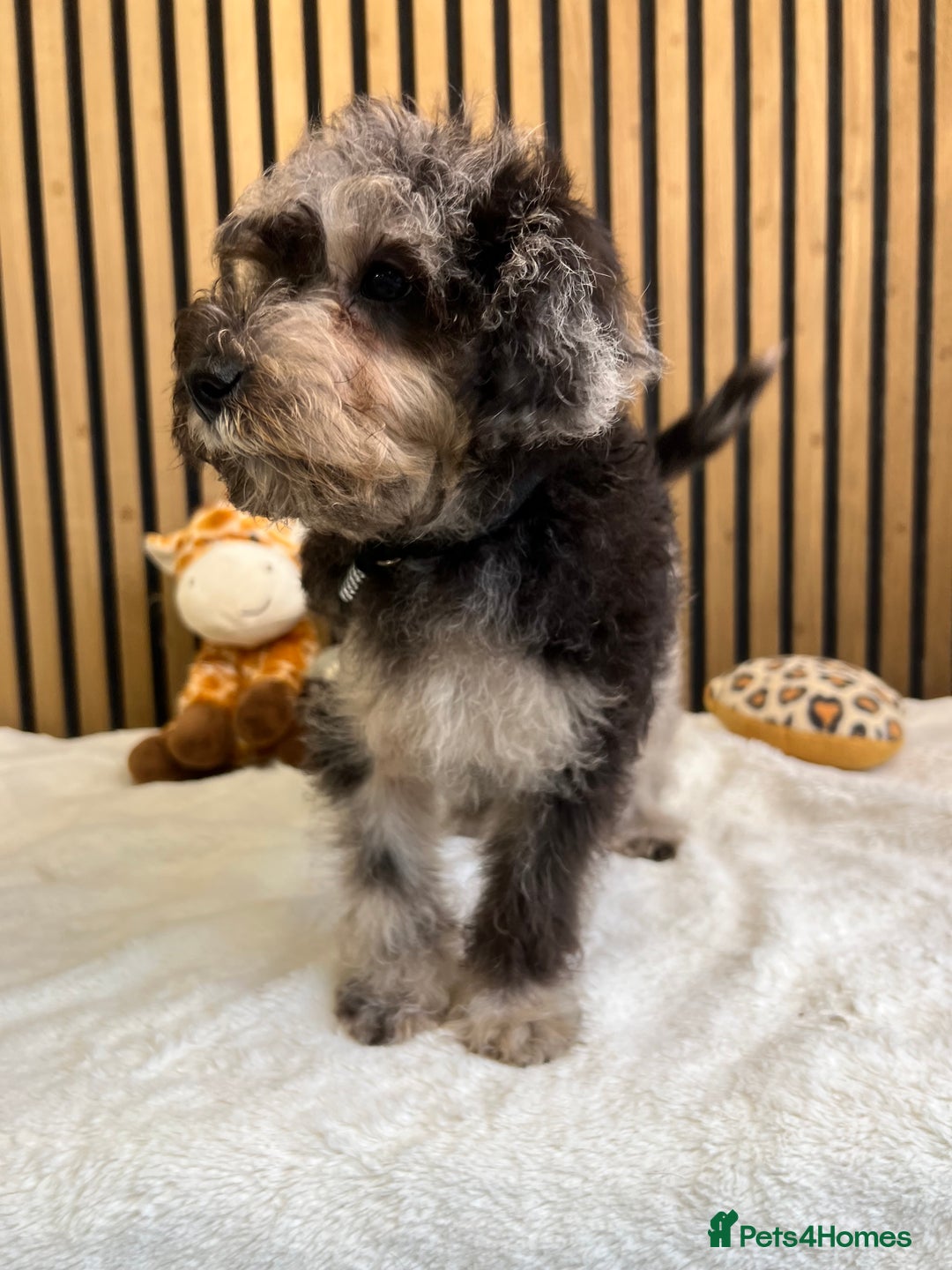 Mixed Breed dogs for sale: Stunning Mini toy Schnoodle puppy male  - Advert 3
