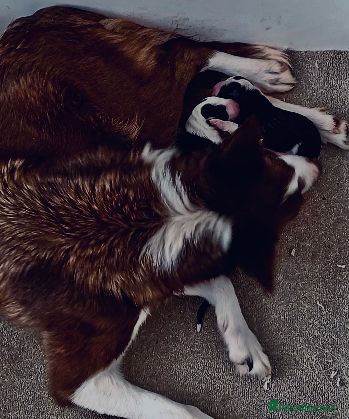 Border Collie dogs REGISTERED HEALTH TESTED BORDER COLLIE PUPS - Advert 1