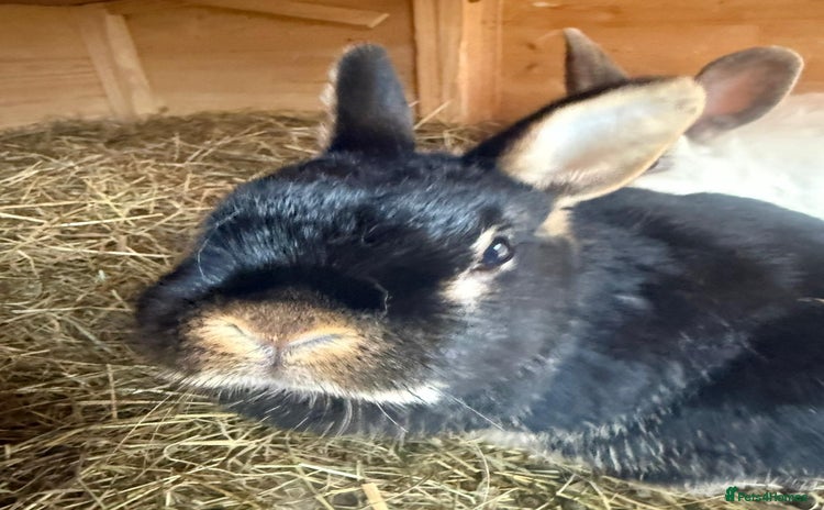 Dwarf Lop rabbits - Advert 2