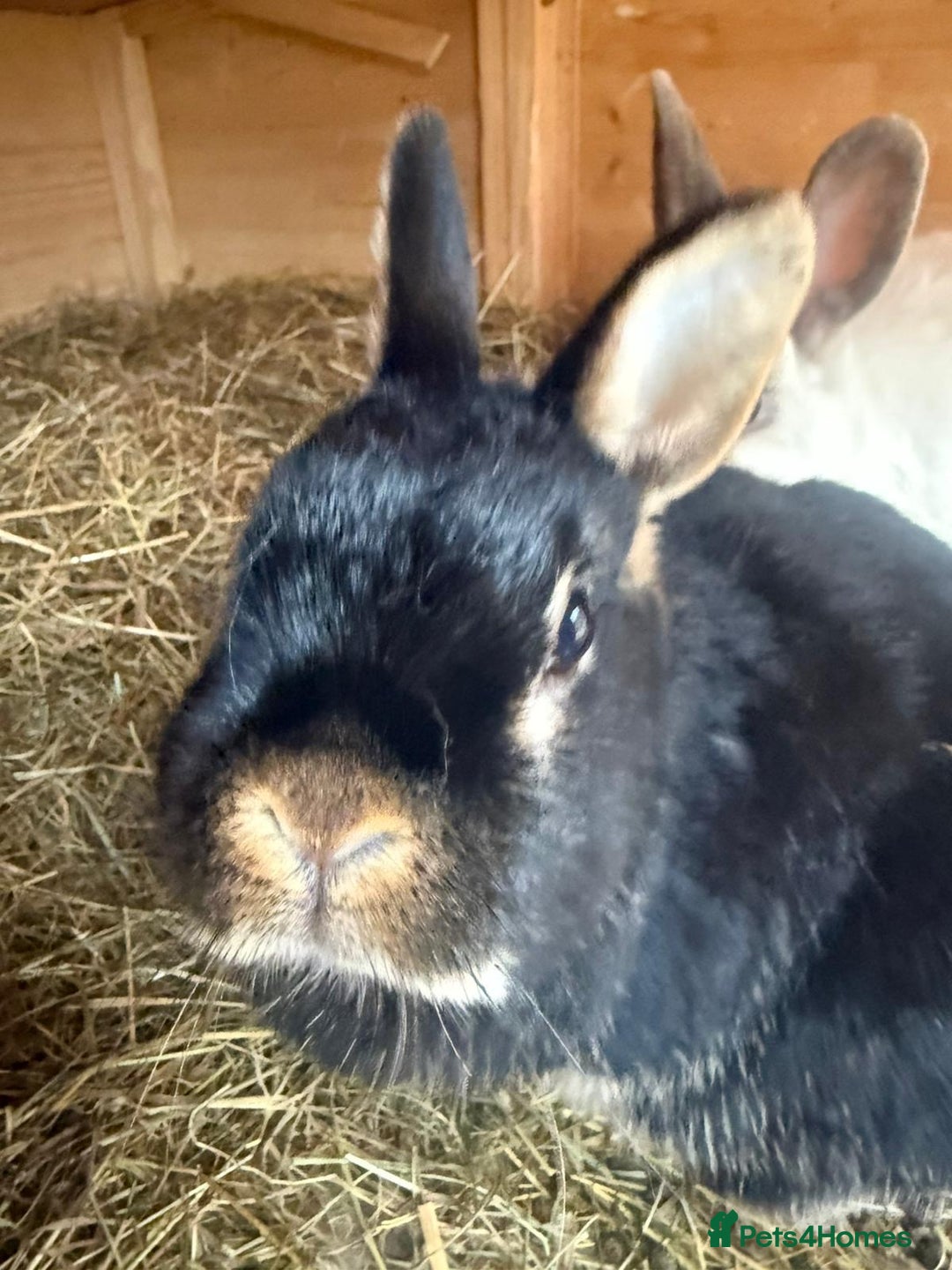Dwarf Lop rabbits for sale: 2 rabbits and hutch - Image 1