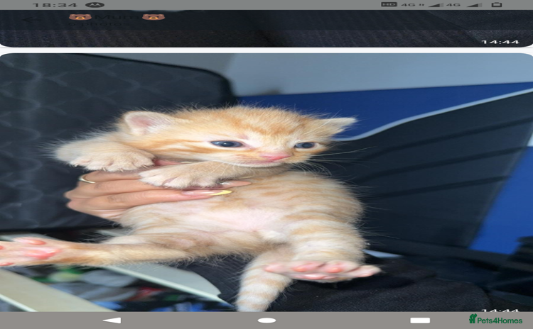 Domestic Shorthair cats - Advert 10