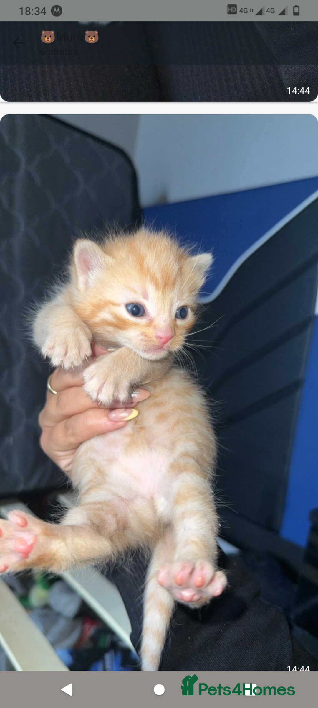 Domestic Shorthair cats for sale: 3 ginger kittens looking for homes  - Image 1
