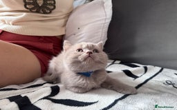 British Shorthair cats for sale: British shorthair Blue so beautiful  - Image 7