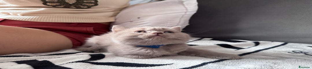 British Shorthair Kitten 2