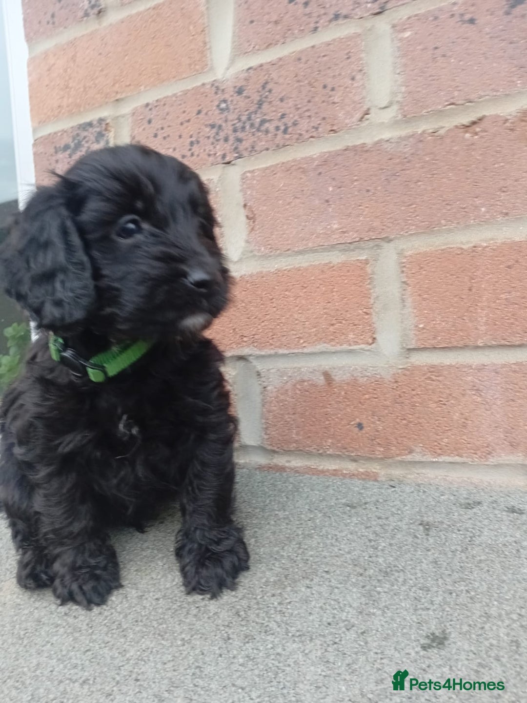 Cockapoo dogs for sale: Ready now stunning cockapoo girls - Advert 18