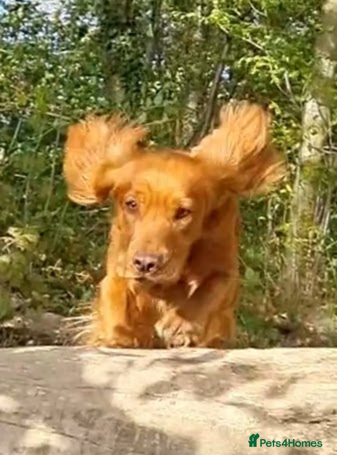 Cocker Spaniel dogs for stud: Red Working Cocker Spaniel KC and Health Tested in Shrewsbury - Advert 6