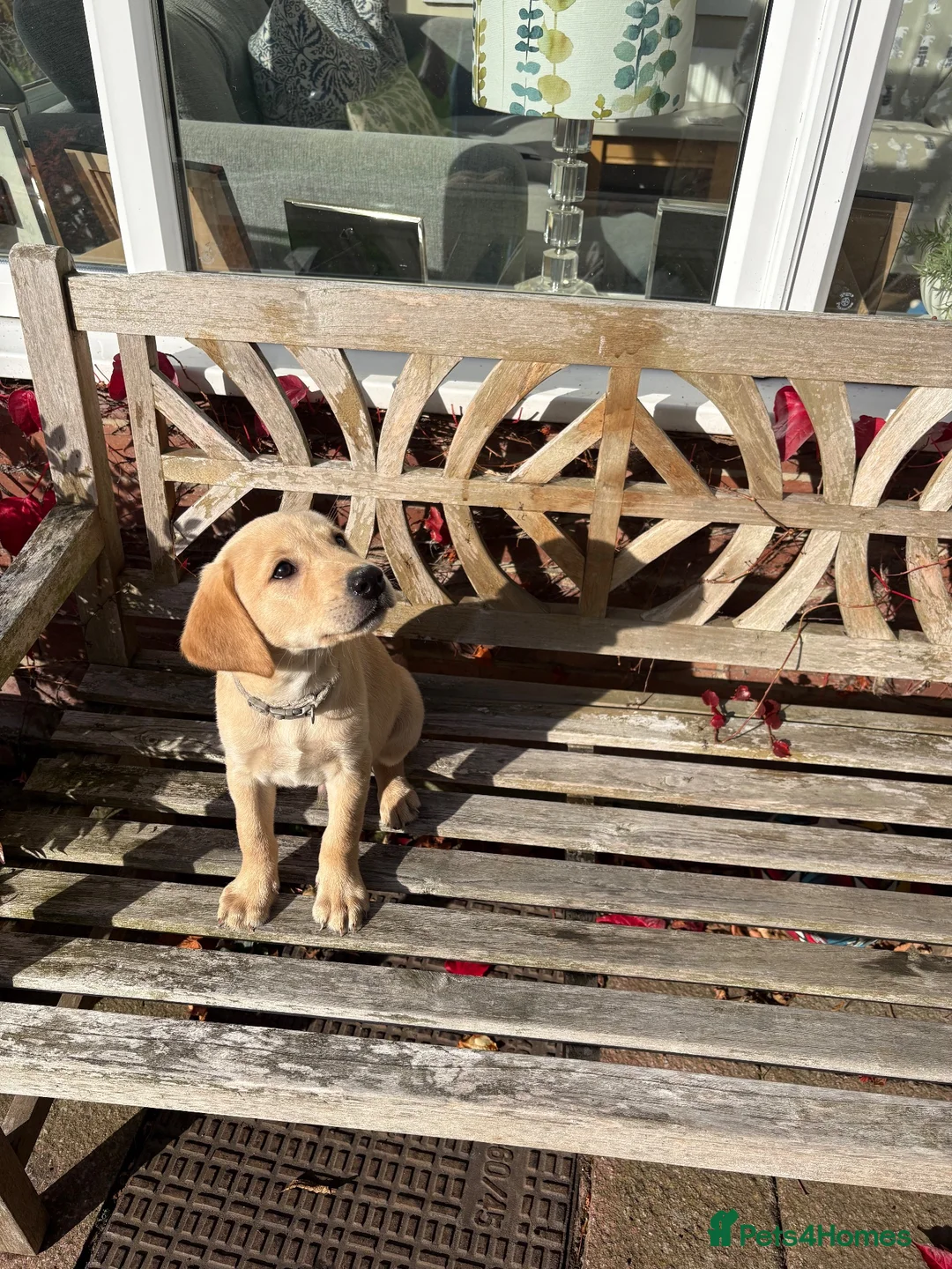 Labrador Retriever dogs for sale: HEDDON HAUGH RILEY in Newcastle upon Tyne - Advert 2