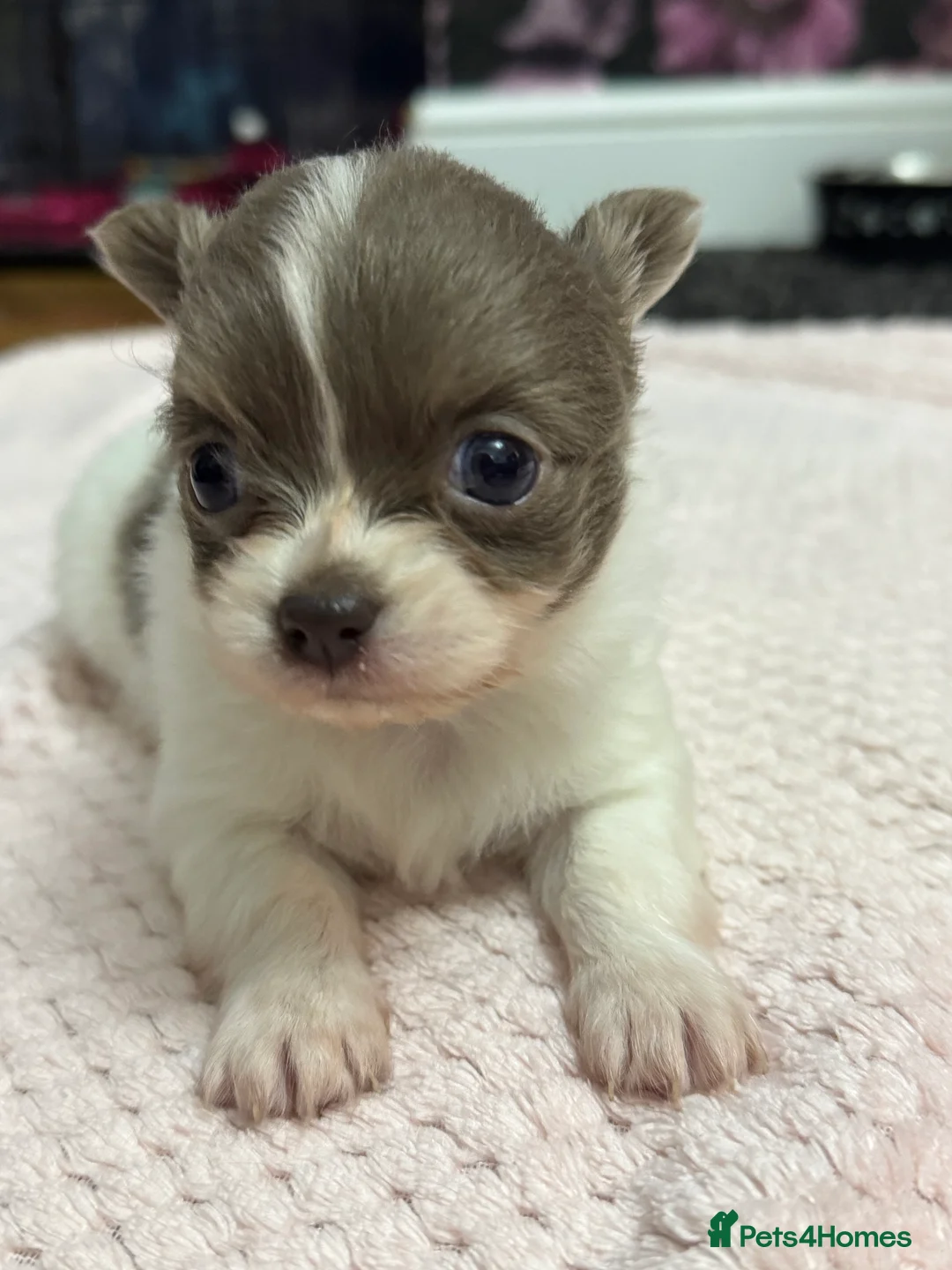 Chihuahua dogs for sale: Stunning Long Haired Chihuahuas - Advert 15