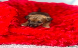 Jack Russell dogs for sale: Jack russell puppies  - Image 5