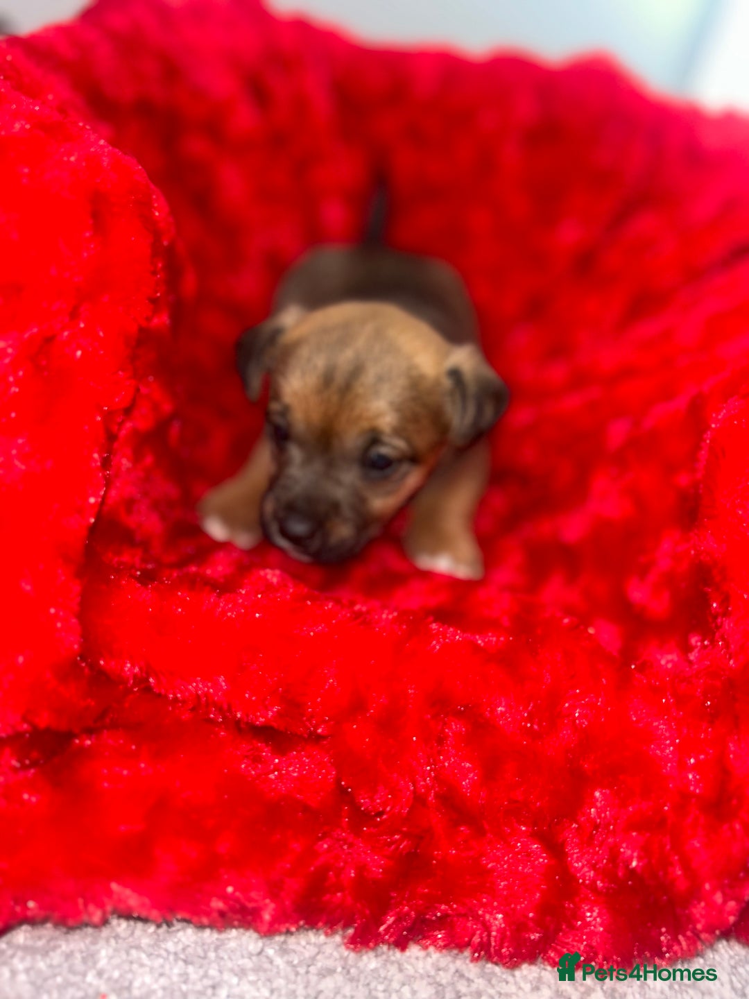 Jack Russell dogs for sale: Jack russell puppies  - Image 5