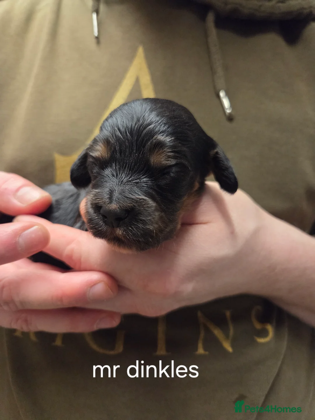 Cocker Spaniel dogs for sale: 8 Beautiful KC Reg Cocker Spaniel Puppies - Advert 18
