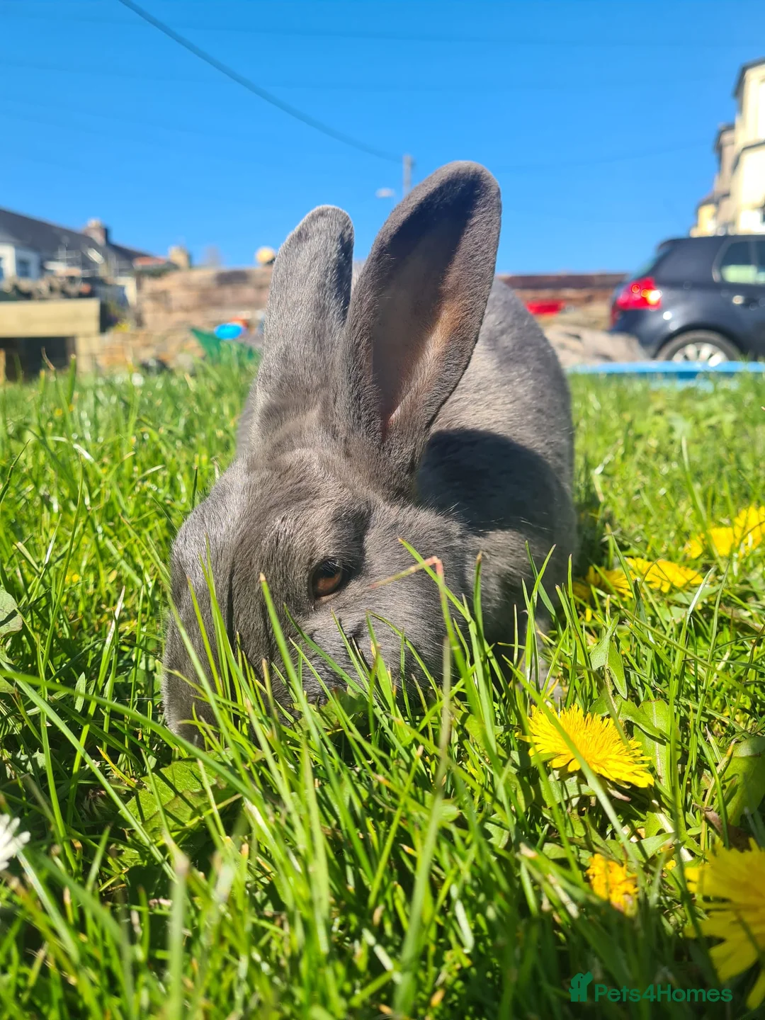 Rex rabbits for sale: Peanut - Advert 4