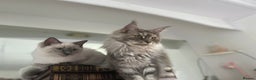 Maine Coon cats for sale: Registered pedigree maine coon for sale - Advert 12