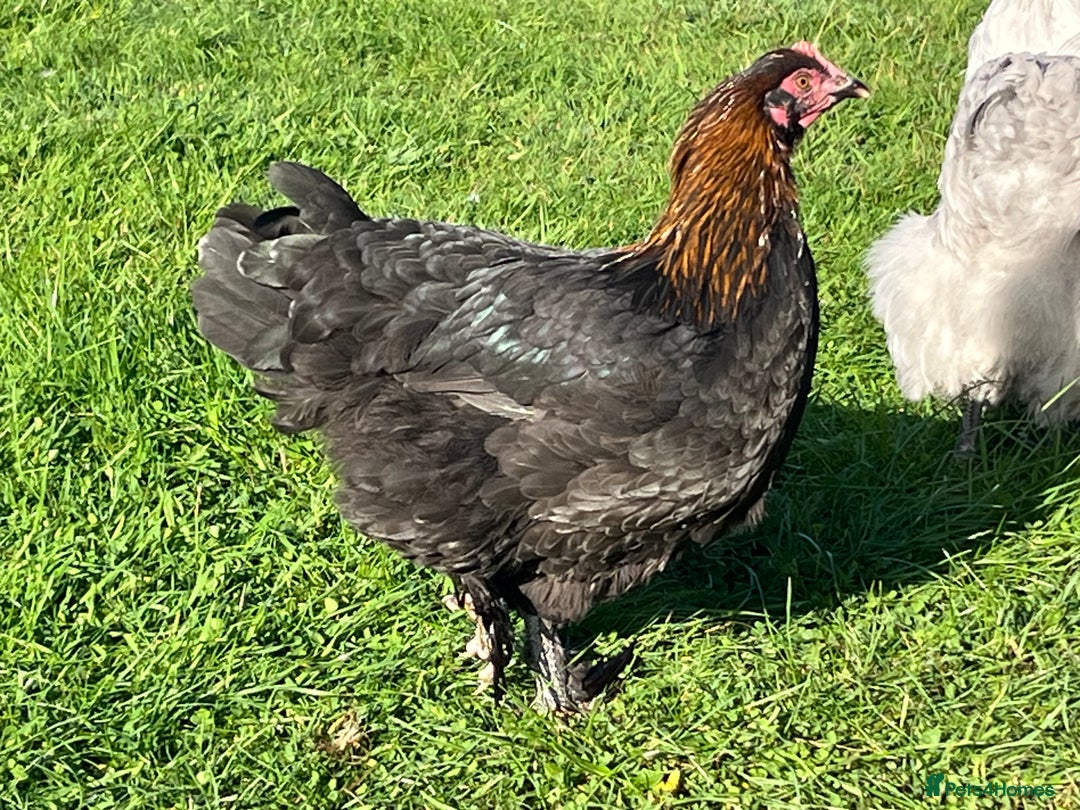 Chickens poultry for sale: Various breeds of chickens - Advert 4